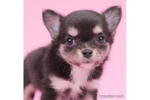 成約済の東京都のチワワ(ロングコート)-200322の2枚目